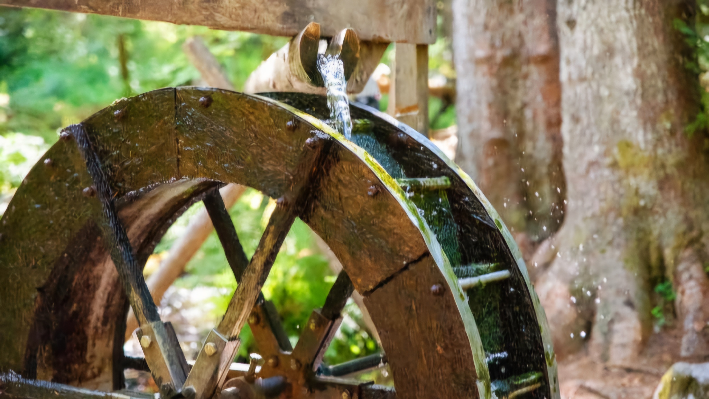 A water wheel in a forest